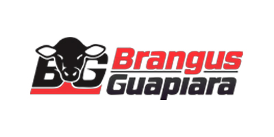 Brangus